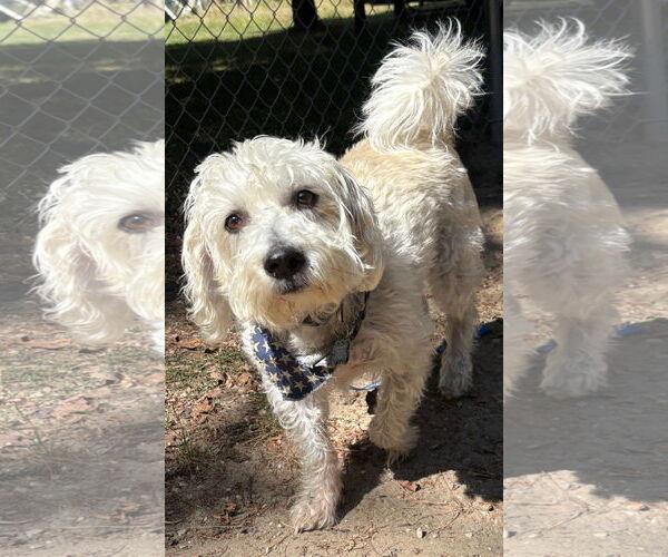 Medium Photo #2 Bichon Frise-Unknown Mix Puppy For Sale in Clarkston, MI, USA
