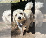 Small #1 Bichon Frise Mix