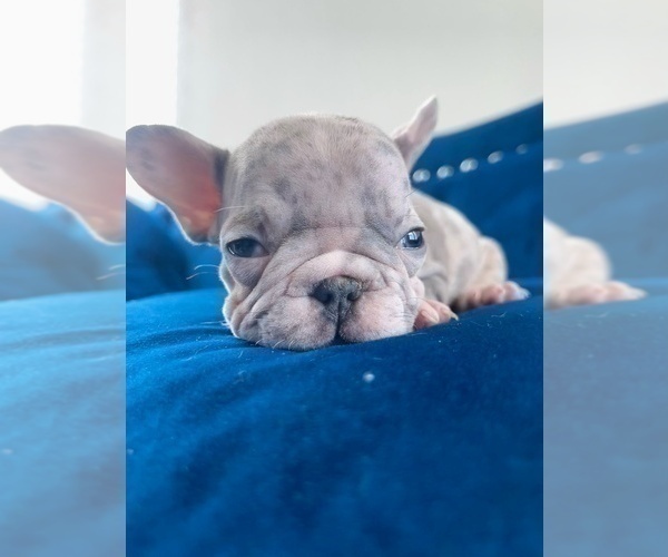 Medium Photo #15 French Bulldog Puppy For Sale in LOUISVILLE, KY, USA