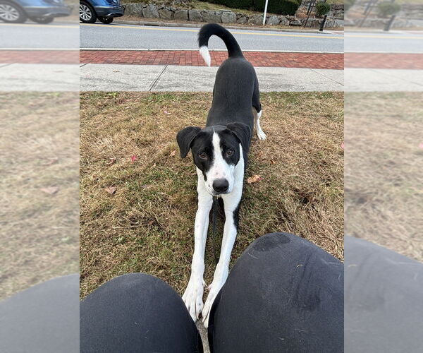 Medium Photo #24 Borador Puppy For Sale in Brewster, NY, USA