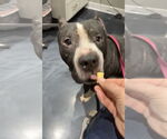Small #1 American Staffordshire Terrier Mix