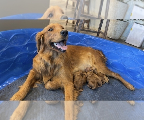 Medium Photo #1 Golden Retriever Puppy For Sale in GARDNERVILLE, NV, USA