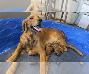 Mother of the Golden Retriever puppies born on 09/03/2025