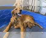 Small Photo #1 Golden Retriever Puppy For Sale in GARDNERVILLE, NV, USA
