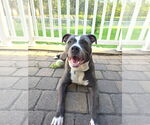 Small #14 American Pit Bull Terrier
