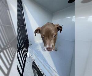 Mutt Dogs for adoption in Houston, TX, USA