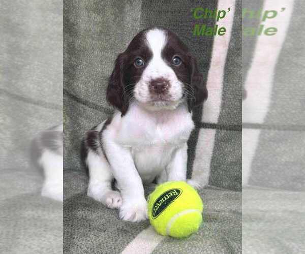 Medium Photo #1 English Springer Spaniel Puppy For Sale in BEAVER SPRINGS, PA, USA