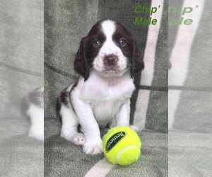 Medium English Springer Spaniel