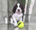 Puppy Puppy 6 English Springer Spaniel