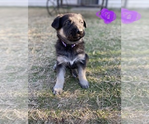 German Shepherd Dog Puppy for sale in DALLAS, TX, USA