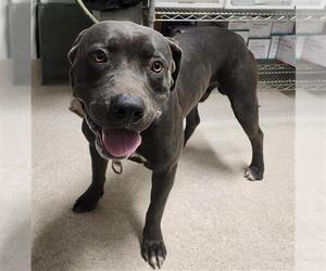American Pit Bull Terrier Dogs for adoption in Bakersfield, CA, USA