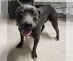 Small American Pit Bull Terrier