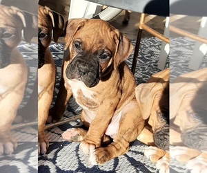 Boxer Puppy for sale in GOLDEN, CO, USA