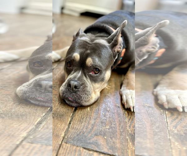 Medium Photo #9 Bulldog-Unknown Mix Puppy For Sale in Chester, NJ, USA