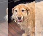 Small #2 Golden Retriever Mix