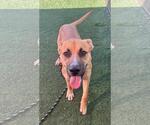 Small #7 Labrador Retriever Mix