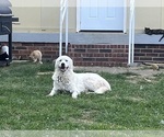 Small Photo #1 Great Pyrenees Puppy For Sale in SPERRY, OK, USA