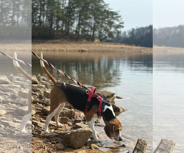 Medium Photo #2 Mutt Puppy For Sale in Westwood, NJ, USA