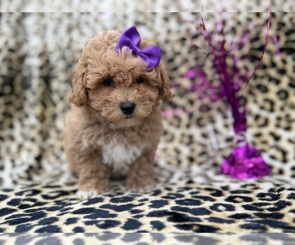 Medium Photo #2 Bichpoo Puppy For Sale in LAKELAND, FL, USA