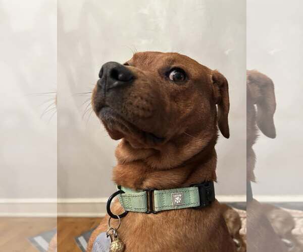 Medium Photo #2 Redbone Coonhound-Unknown Mix Puppy For Sale in Uwchlan, PA, USA