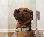 Small #1 Redbone Coonhound Mix