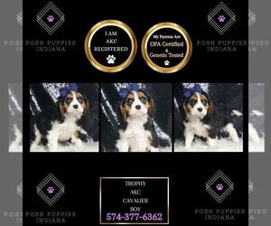 Cavalier King Charles Spaniel Puppy for sale in WARSAW, IN, USA