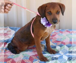 Dachshund Dogs for adoption in Bandera, TX, USA