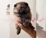 Small #2 Pomeranian