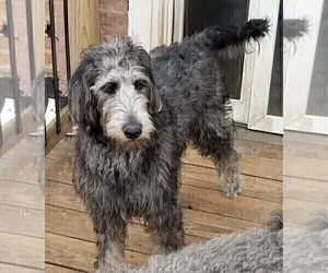 Medium Labradoodle