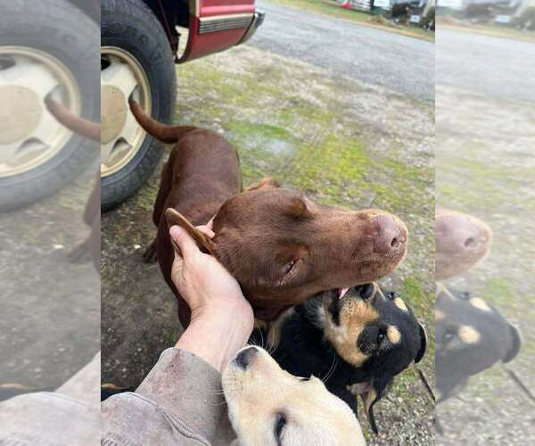 Medium Photo #4 Labrador Retriever Puppy For Sale in Aurora, IN, USA