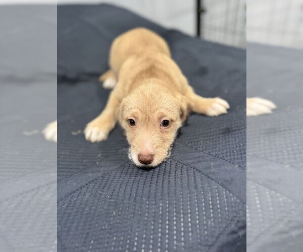 Medium Photo #2 American Pit Bull Terrier-Miniature Schnauzer Mix Puppy For Sale in Oak Bluffs, MA, USA