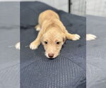 Small #1 American Pit Bull Terrier-Miniature Schnauzer Mix