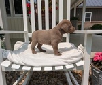 Small #6 Labrador Retriever