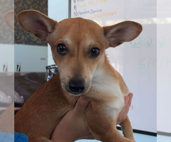 Medium Photo #1 Chihuahua-Unknown Mix Puppy For Sale in Chico, CA, USA