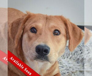 Basset Hound-Unknown Mix Dogs for adoption in Huntley, IL, USA