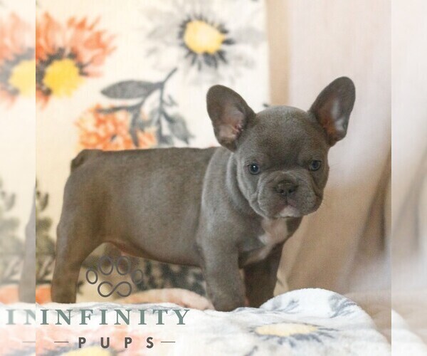 Medium Photo #4 French Bulldog Puppy For Sale in GAP, PA, USA