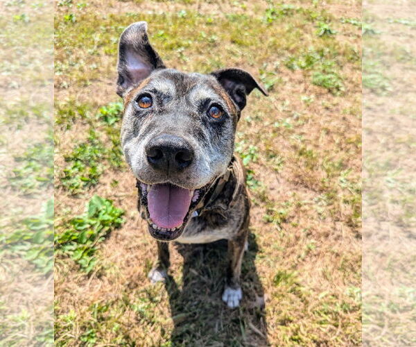Medium Photo #9 Mutt Puppy For Sale in Calhoun, GA, USA