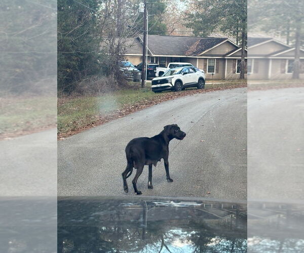 Medium Photo #2 Great Dane-Labrador Retriever Mix Puppy For Sale in Bullard, TX, USA