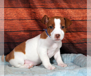 Jack Russell Terrier Puppy for sale in PENNS CREEK, PA, USA