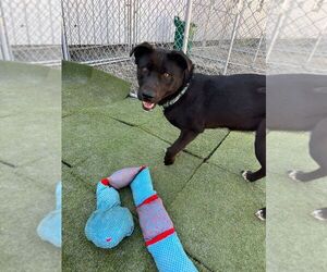 Labrador Retriever-Unknown Mix Dogs for adoption in Calgary, Alberta, Canada