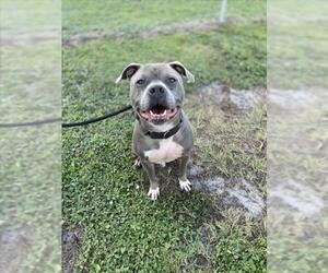 American Pit Bull Terrier Dogs for adoption in Vero Beach, FL, USA