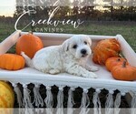 Small #1 Havanese