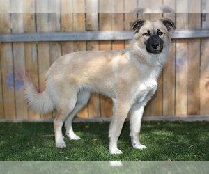 Anatolian Shepherd Dogs for adoption in West Valley, UT, USA