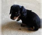 Small Photo #10 Dachshund Puppy For Sale in HARTFORD, MI, USA