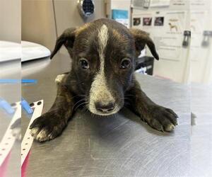 Labrador Retriever-Unknown Mix Dogs for adoption in Visalia, CA, USA