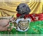 Small Photo #65 French Bulldog Puppy For Sale in HAYWARD, CA, USA