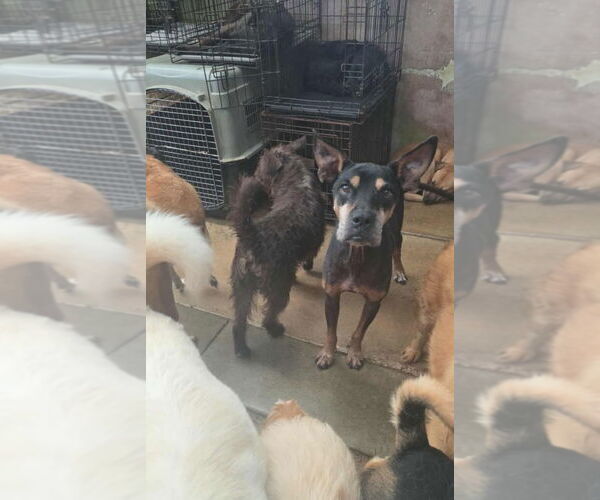 Medium Photo #2 Doberman Pinscher-Unknown Mix Puppy For Sale in Lake Forest, CA, USA