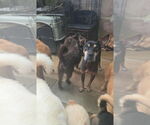 Small #1 Doberman Pinscher Mix
