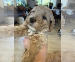 Small Photo #14 Goldendoodle (Miniature) Puppy For Sale in CARNEGIE, PA, USA