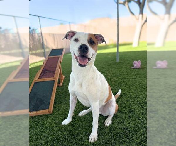 Medium Photo #1 Mutt Puppy For Sale in Chula Vista, CA, USA